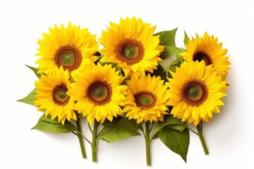 Sunflowers isolated on white background.