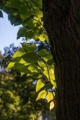 Isolated high resolution image of green leafs in the direct sunlight creating shadows and different natural textures