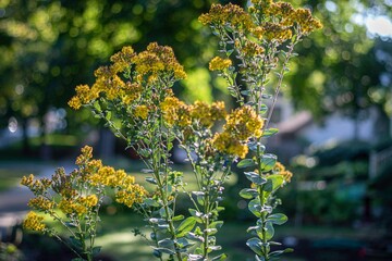 Isolated high resolution close up image of wild flowers in the morning sun- USA