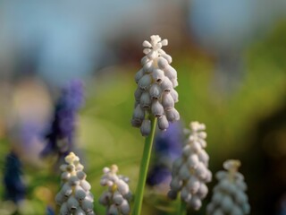 Vibrant scene of muscari grape hyacinth in bloom, against a lush green grassy field