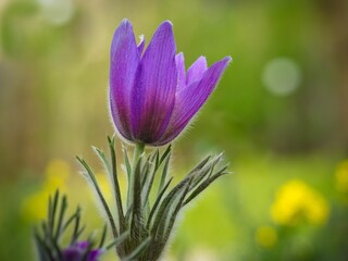 Close-up of a purple pulsatilla flower with a vibrant green background
