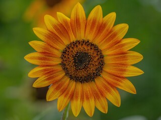 Vibrant close-up shot of a sunflower, standing out in the meadow