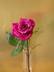 Vivid pink rose in a transparent vase against a warm brown table