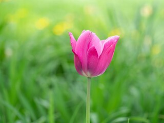 Vibrant purple tulip flower blooming in a lush green meadow with tall grasses in the background