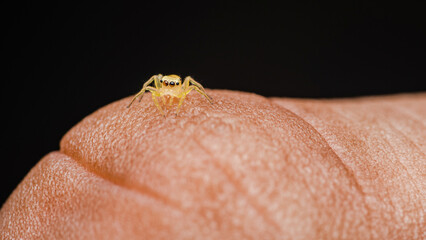 Tiny yellow jumping spider on finger of human, Macro photo of insect, Selective focus. - Powered by Adobe