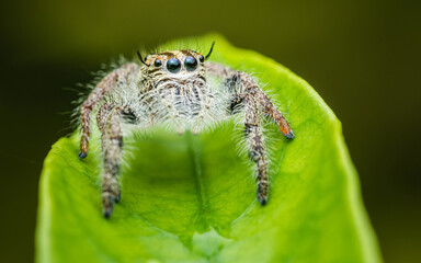 A Jumping spider on green leaf, Selective focus, Macro photos.