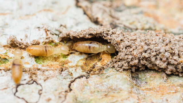Close up of worker termites walking in nest on forest floor, Termites walking in mud tube, Small termites, Selective focus.