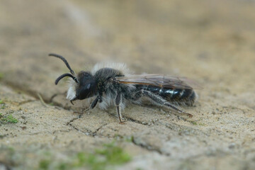 Closeup of a male red-bellied miner mining bee, Andrena ventralis, sitting on wood
