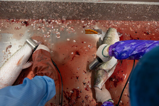 workers scaling fishes in a factory
