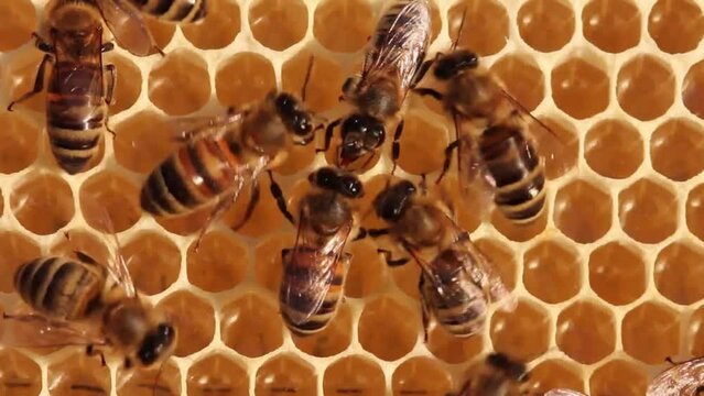 Nectar Elegance: Bees Crafting the Elixir of Life