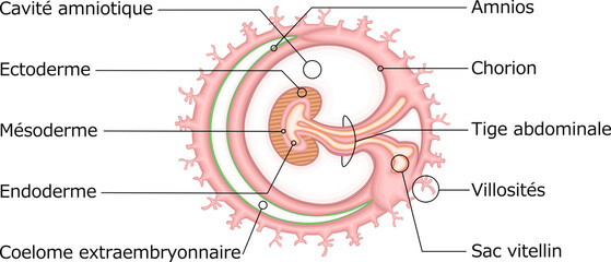 Fototapeta premium 胚葉 構造 イラスト フランス語