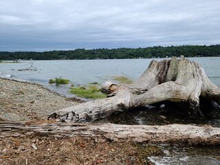 Tree trunk after being chopped down, sitting by the shore of lake