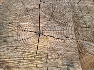 Close up of cut tree trunk in the forest, showing the dark rings
