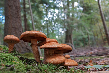 Closeup on an aggregation of emerging redbrown laughing gym or spectacular rustgill mushroom, Gymnopilus junonius