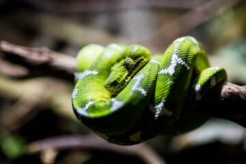 Vancouver Aquarium Green Snake
