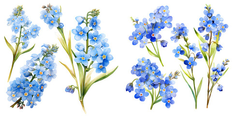 Forget me not flower watercolor  illustration clipart. Generative AI.