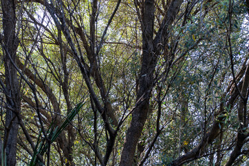 Looking skywards through the leaves of a green tree