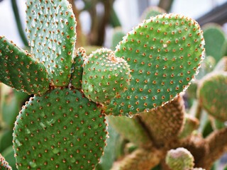 Closeup cactus Bunny ear plant Opuntia microdasys ,Opuntioid cacti ,heart shaped ,Indian fig ,smooth Mountain Prickly Pear ,Mission cactus ,nopal ,ficus-indica ,Opuntia vulgaris ,soft selective focus