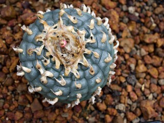 Macro cactus Strombocactus disciformis ,Peyote Lophophora williamsii cactus desert plants ,Turbinicarpus ,Superb slow-growing miniature plant from Mexico - obrazy, fototapety, plakaty