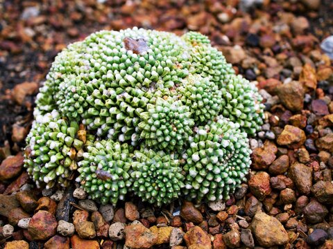 Cactus desert plant Mammillaria carnea Pandan ,Herbs Cacti Medicinal ,Autore Zucc Argomento della citazione tax, nov. Classificazione. Categoria tassonomica Specie Sinonimo Cactaceae Mammillaria villi