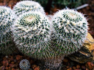 Closeup cactus Mammillaria Hahniana ,Mammillaria Prolifera Hybrids Cactus ,Old lady pincushion