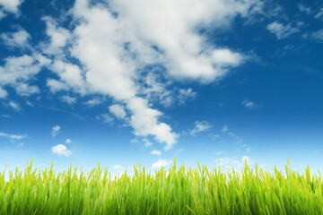 Fototapeta na wymiar Lush grass and blue sky background