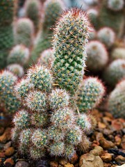 Cactus Mammillaria elongata rubra copper King ,Gold lace Cactus golden stars ,lady fingers desert plants with soft selective focus background ,a small clustering cactus native to central Mexico 