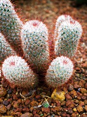 Macro cactus Mammillaria bombycina  ,Cactus et Succulentes ,Cactusceae ,Mamillaire vivipare ,Coussin de soie