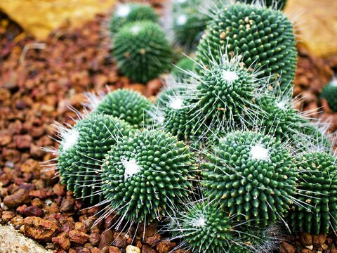 Cactus desert plant Mammillaria carnea Pandan ,Herbs Cacti Medicinal ,Autore Zucc Argomento della citazione tax, nov. Classificazione. Categoria tassonomica Specie Sinonimo Cactaceae Mammillaria villi