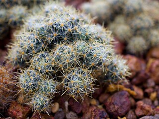 Macro cactus Mammillaria prolifera, Texas nipple desert plants ,Mammillaria Elongata ,