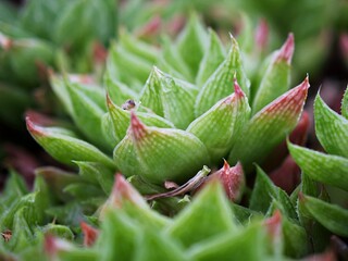 Succulent plant Haworthia mucronata ,Asphodelaceae ,Cuspidata ,Suculenta ,Ventana Haworthia cymbifomis Variegata Cactus 