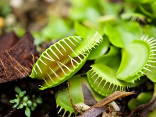 Closeup Venus flytrap ,Insectivorous plants ,Low Giant ,Dionaea muscipula ,needle-like-teeth ,venus fly catcher ,Cook's Carnivorous 