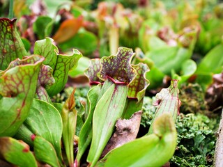 Carnivorous Pitcher plant ,Pitfall traps-a prey-trapping ,Sarracenia purpurea Carnivorous plants ,Purple Pitcher shaped pitfall traps 