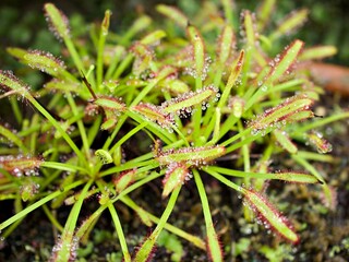 Closeup Sundew carnivorous plant ,Drosera anglica 