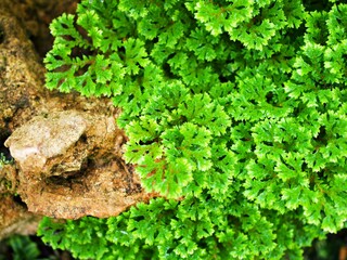 Green leaf of Selaginella Tamariscina moss plant ,Selaginella kraussiana Brownii ,Selaginellaceae ,Krauss'Spikemoss ,Pin-Cushion ,Spikemoss ,Emerald isle spikemoss ,Scotch Moss ,Compact ,green tones
