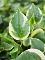 Closeup green foliage leaves Peperomia Scandens Serpens variegated ,Cupid peperomia ,Piper on a branch with heart shaped, Radiator plants ,nature leaf background ,tropical houseplant ,macro image