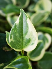 Closeup green foliage leaves Peperomia Scandens Serpens variegated ,Cupid peperomia ,Piper on a branch with heart shaped, Radiator plants ,nature leaf background ,tropical houseplant ,macro image