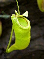 Flytrap Predatory Carnivorous monkey cups plant, tropical pitcher plants ,Nepenthes mirabilis Ventrata ,Nepenthes Alata Khasiana 