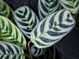 Closeup green leaf Never never plant ,Ctenanthe fishbone prayer plant ,Marantaceae ,The arrowroots ,Bamburanta 