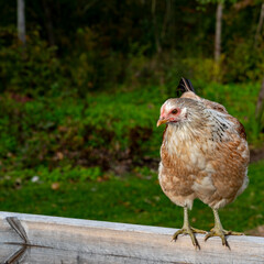 hen standing on garden compost Kumla Sweden