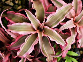 Succulent plant ,Pink star ,Cryptanthus Bivittatus pink Elaine ,Bromeliads ,Bromeliaceae ,Pink Starlite Starlight, Neoregelia hybrid 