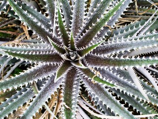 Closeup Dyckia dawsonii delicata succulent desert plant