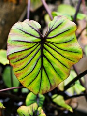 Closeup green leaf of Colocasia plant ,Colocasia esculenta var. Araceae 