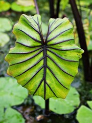 Closeup green leaf of Colocasia plant ,Colocasia esculenta var. Araceae 