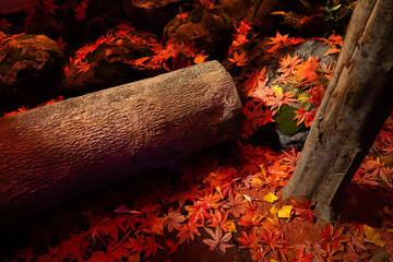 Autumn maple leaves in Japanese garden with sunlight on a wood log tree in Fall season for calmness mind and relax body fulfill lifestyle when sitting here and listening natural sound ASMR therapy