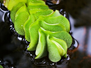 Macro green Giant Salvinia molesta ,weed water plants ,aquatic fern