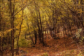 Fototapeta na wymiar Autumn in the woods