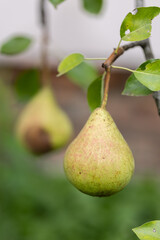  Rip pear on the tree with one rotten pear behind. Closeup. Selective focus.