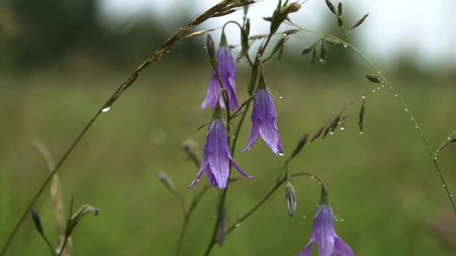 hand held close up shot of wet wild bluebell flowers in the meadow with water drops