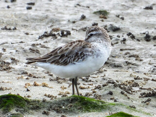 Broad-billed Sandpiper in Queensland Australia